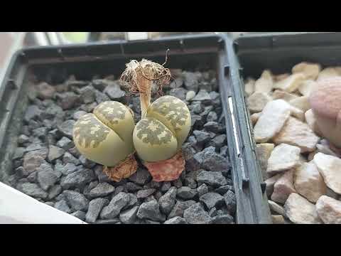 Видео: Литопсы в конце мая. Сеянцы подросшие.