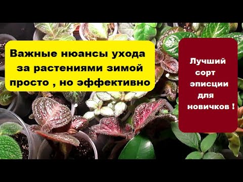 Видео: Важные нюансы ухода за растениями зимой ! Лучший сорт эписции для новичка