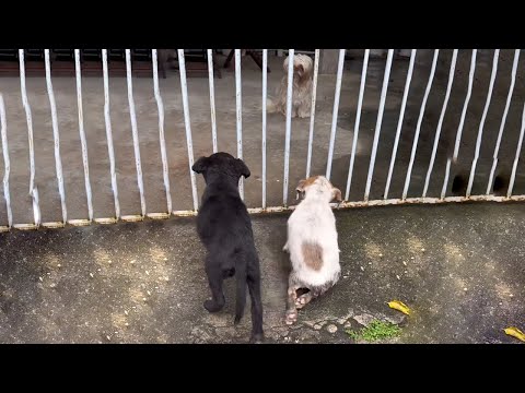 Видео: Два промокших щенка умоляли у двери: «Пожалуйста, проявите милосердие, дайте нам кусок хлеба».