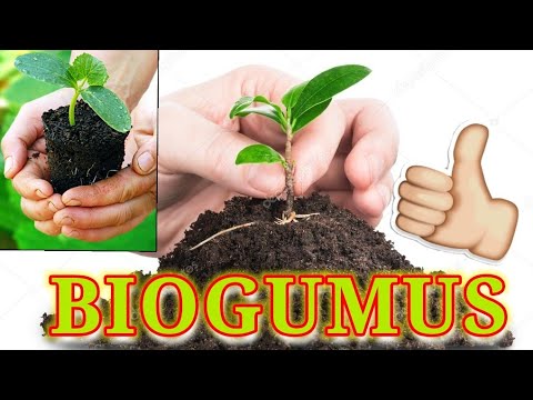 Видео: BIOGUMUS nima u ? Ekinlarga foydali jixatlari to‘g‘risida mutahasis fikri. /
Польза БИОГУМУСА.