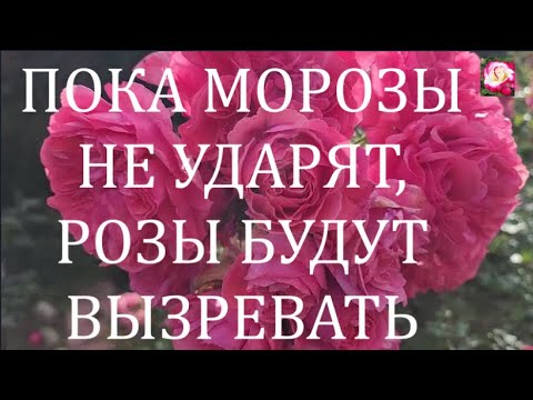 Видео: РОЗЫ К УКРЫТИЮ ГОТОВЫ?