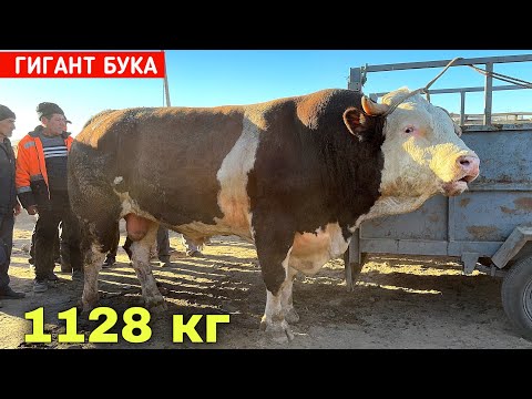 Видео: ГИГАНТ БУКА 125 МИЛИОН СУ́М РЕКОРД БОЗОРДА ЯГОНА УРГАНЧ МОЛ БОЗОРИ 5-ОКТЯБР !!! ХОРАЗМ БОЗОР 