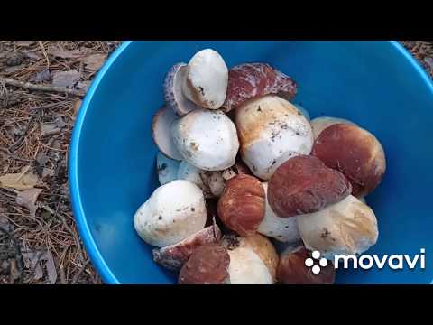 Видео: Белогрибное изобилие, нож из консервной банки, заговор на удачу грибника.