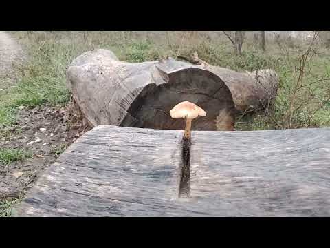 Видео: Утро сегодняшнего дня   Днепр  Канал  Велосипед Запорожье 12.11.2025