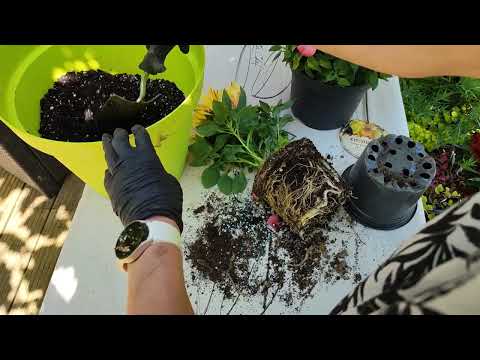 Видео: Альстромерия от А до Я: Пересадка, уход и кто ещё любит этот цветок, кроме меня! #перуанская #лилия