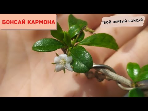 Видео: Бонсай из кармоны. Твой первый бонсай! Bonsai Carmona microphyla или чайное дерево Фукиен.