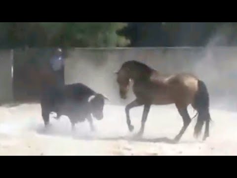 Видео: Мана Сизга Отнинг Кучи / Итга, Тимсохга, Туяга, Букага карши От