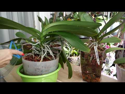 Видео: О поливах орхидей подробно. НЕ будет эпидемии корней.