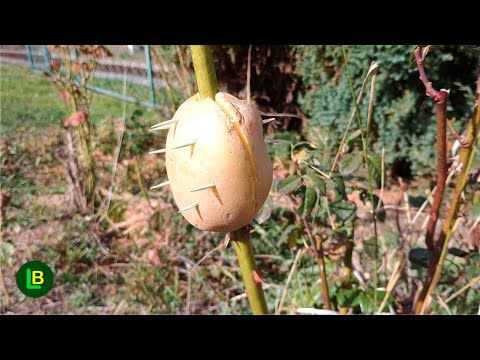 Видео: Любая ветка очень быстро укореняется. Превратите ветку в новое растение.