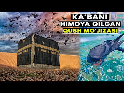 Видео: Маккада сажда қилган қуш мўжизаси | Фил воқеаси
