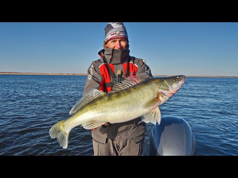 Видео: Здоровенные судаки на Нижней Волге. Закрытие сезона открытой воды