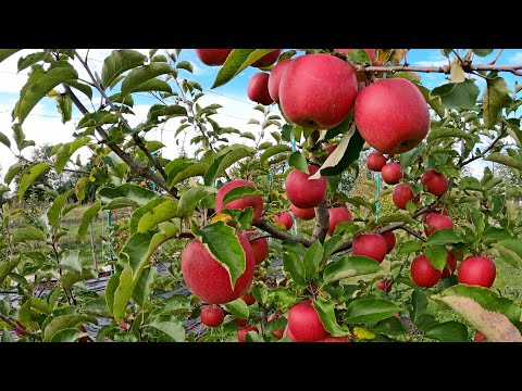Видео: Збір яблук Джонаголд в молодому саду