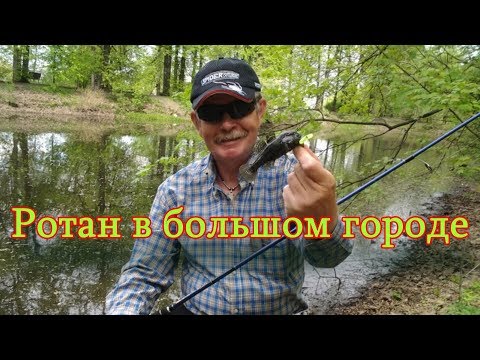 Видео: Константин Кузьмин. Ротан в большом городе, 2015 год.