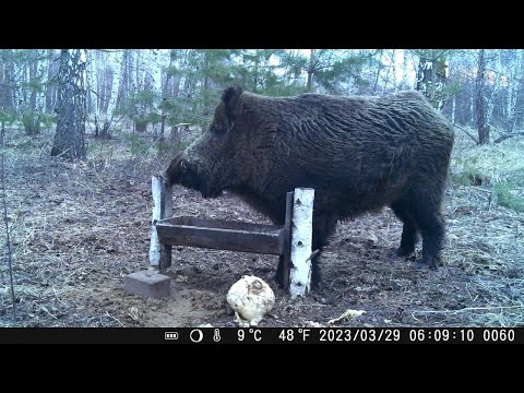 Видео: нелегкая  кабанья жизнь (зима 2022-2023)