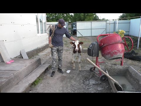 Видео: Купили корову \ Первый раз завели корову