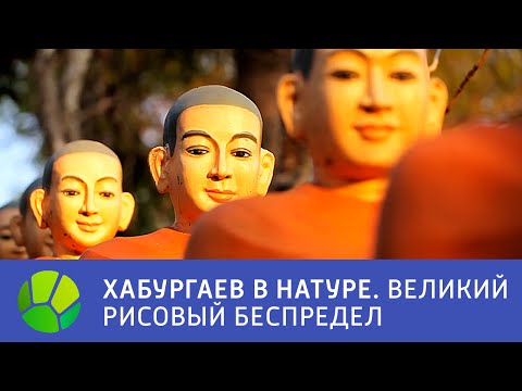 Видео: Камбоджа. Великий рисовый беспредел - Хабургаев в натуре | Живая Планета