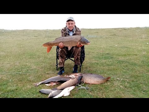 Видео: Рыбалка сазан Меша снова трофей и хороший клев