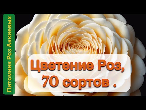 Видео: Бал Роз , Джеф Артист - фаворит ,ранние сорта роз в моем саду.#roses #розы #garden