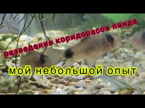 Видео: Разведение коридорасов панда. Мой опыт. Основные особенности, которые довелось разглядеть