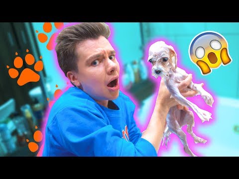 Видео: ЧТО СЛУЧИЛОСЬ С НАШЕЙ СОБАКОЙ???