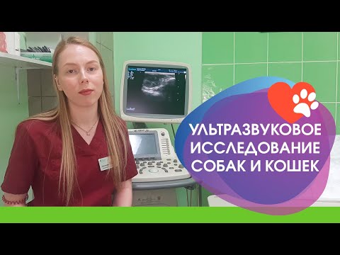 Видео: Ультразвуковое исследование в ветеринарной медицине