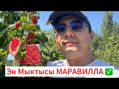 Видео: Малина Маравилла 2025-жылдын 2-тушуму бышты Дыйкандар #аксы #талас #ош #баткен #араван