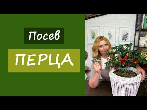 Видео: Посев перца