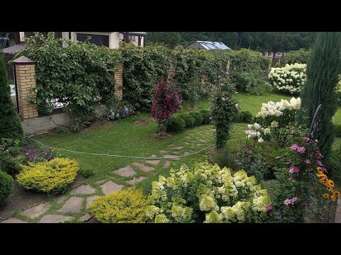 Видео: Живая изгородь из актинидии Коломикта. Осенняя обрезка. Подмосковье, ноябрь 2021