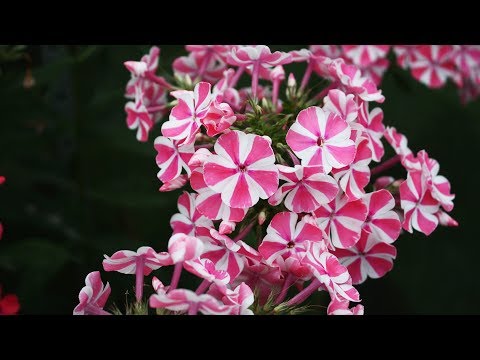 Видео: Как делить и пересаживать флоксы осенью