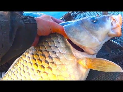 Видео: Это РЫБАЛКА ЖАТВА!!!! ОГРОМНЫЕ САЗАНЫ, КАРАСИ, СУДАКИ, ЛЕЩИ