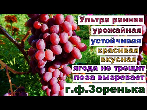 Видео: Виноград для Беларуси. Ультра ранняя г.ф. для открытого грунта.