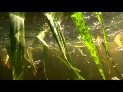 Видео: Подводная охота.Сазан на раскатах.