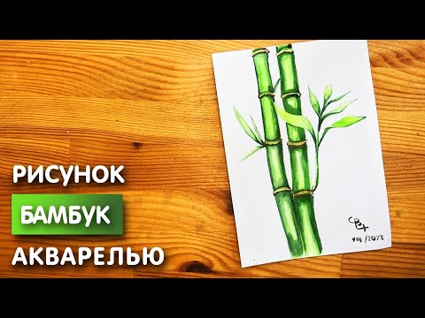 Видео: Как нарисовать бамбук карандашом и акварелью начинающим | Рисунок поэтапно и легко для детей