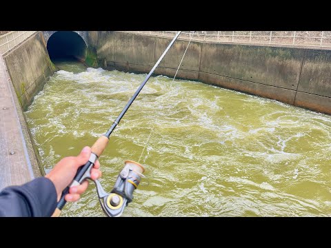 Видео: Я ловил рыбу на бурном водосбросе, чтобы посмотреть, что я смогу поймать!! (Осенняя рыбалка)
