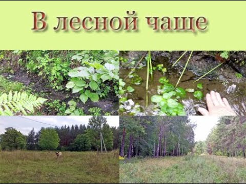 Видео: К истоку речки Алгашка  Часть 2