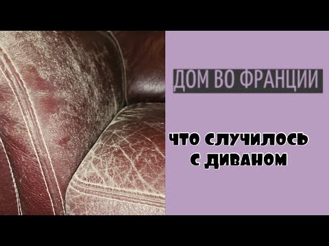 Видео: Новости от страховой компании| проблема с диваном| готовим растения к зимовке