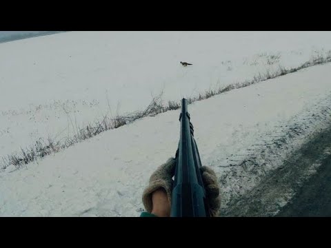 Видео: ОХОТА НА ЗАЙЦА ПО СНЕГУ. ОХОТА НА ЛИС