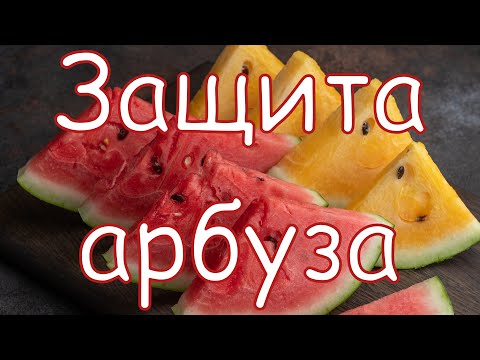 Видео: Защита арбуза. Технология от Аллея Вкуса