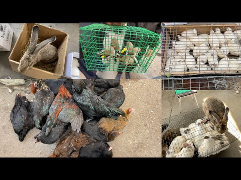 Видео: Панчшанбе Бозор Мург, Харгуш, Кафтар, Саба, Индюк, Ва Гайра Харидоро Тамошо Кунед!