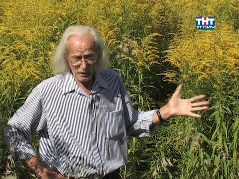 Видео: Наедине с природой. Золотарник канадский | 2011