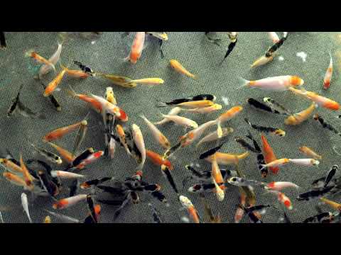 Видео: Разведение и выращивание малька Кои. Первый опыт. Кратко.