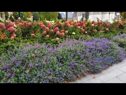 Видео: Самые лучшие цветники с названиями растений! Все растения зимостойкие!
