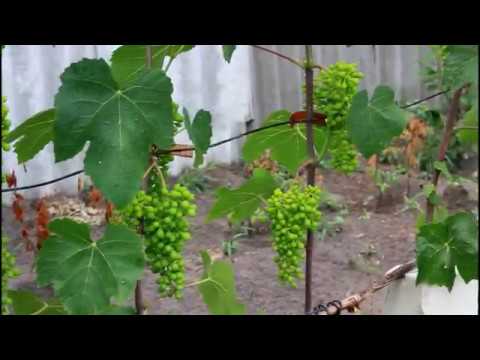 Видео: Окончание цветения винограда. Часть 1. Официальный САТ-2600