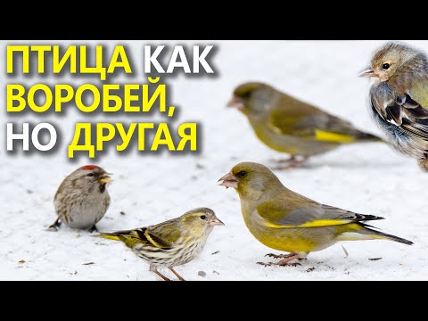 Видео: Зелёный пёстрый воробей с красным пятнышком
