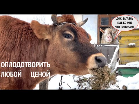 Видео: КАК ОСЕМЕНИТЬ ЭТУ ДЖЕРСЕЙКУ 2-хГОДОВАЛУЮ???