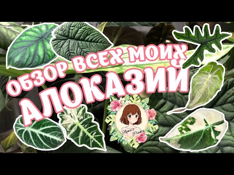 Видео: ОБЗОР ВСЕХ МОИХ АЛОКАЗИЙ (22+) #alocasia #алоказия #растения #редкие #вариегатные #тропические