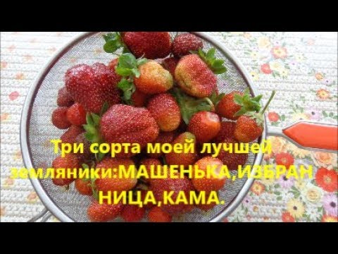 Видео: Три сорта моей лучшей земляники.Машенька,Избранница,Кама.