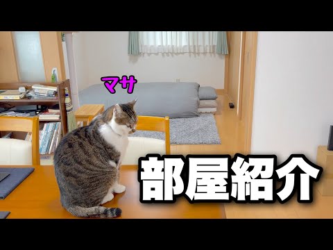 Видео: [Экскурсия] Уборка пола в доме, где живут кошки | Робот-пылесос Narwal Freo