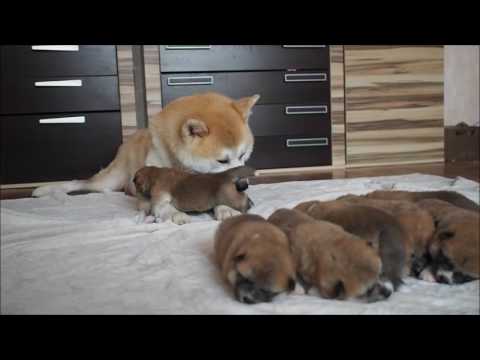 Видео: Мамочка и щенки породы Акита-ину.