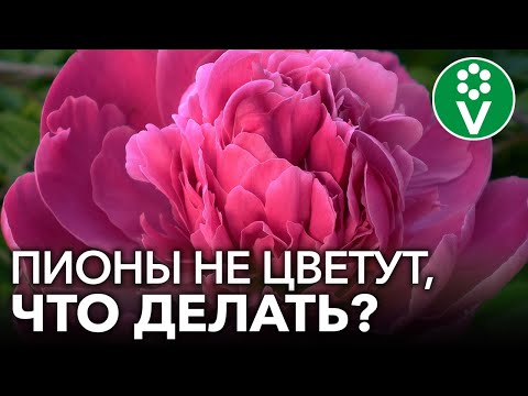 Видео: ПОЧЕМУ НЕ ЦВЕТУТ ПИОНЫ? Ошибки цветоводов из-за которых пионы не цветут